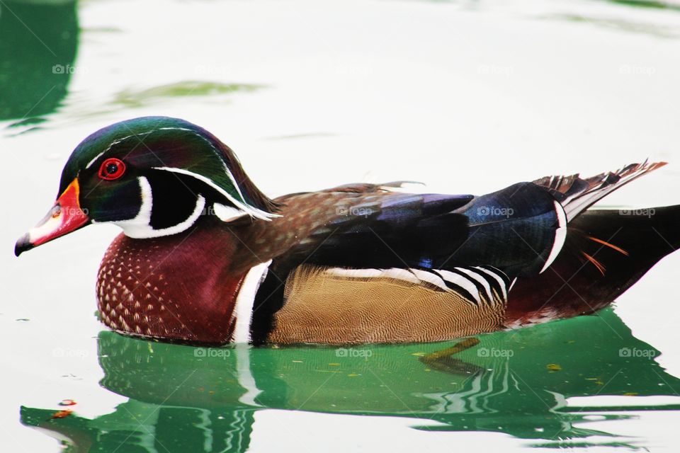 colorful duck