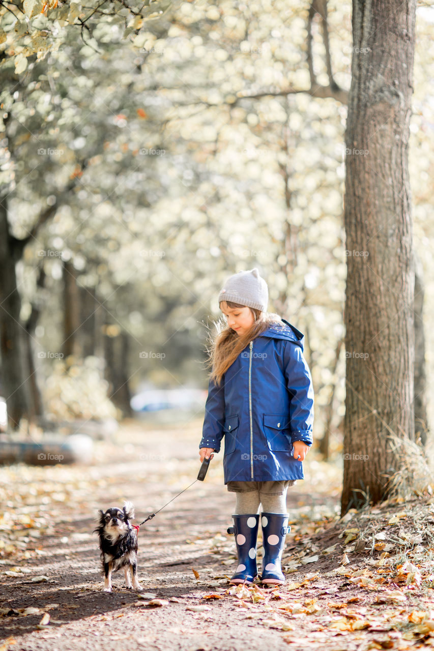 Little girl in waterproof boots walking with chihuahua dog 