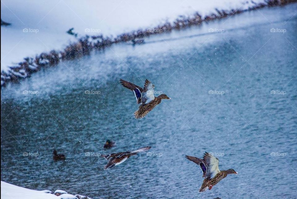 Bear Creek Park. Ducks Flying while at Bear Creek Park. A walk in the winter. 2014