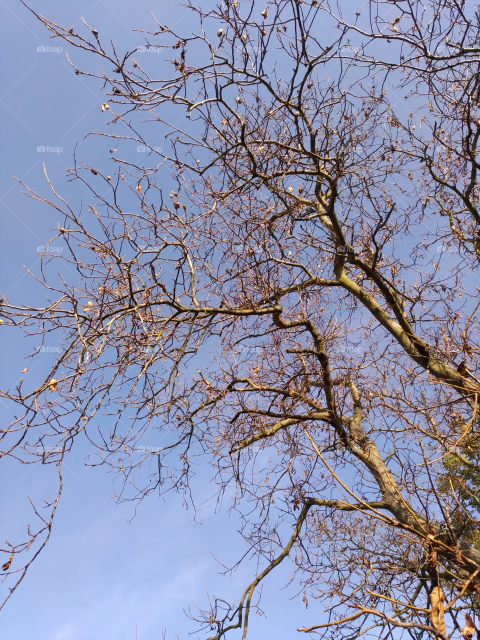 branches