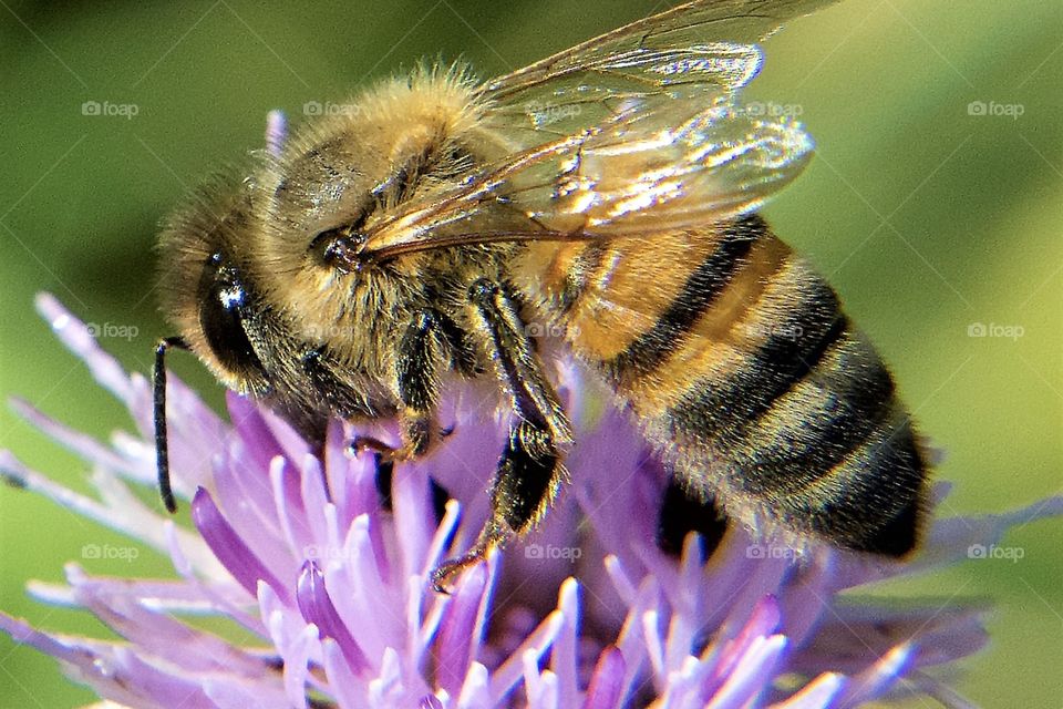 Honey Bee pollinating a purple flower 