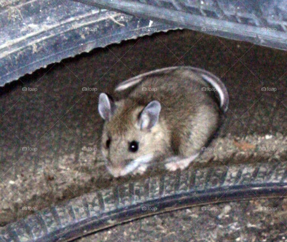 Mouse in the house 