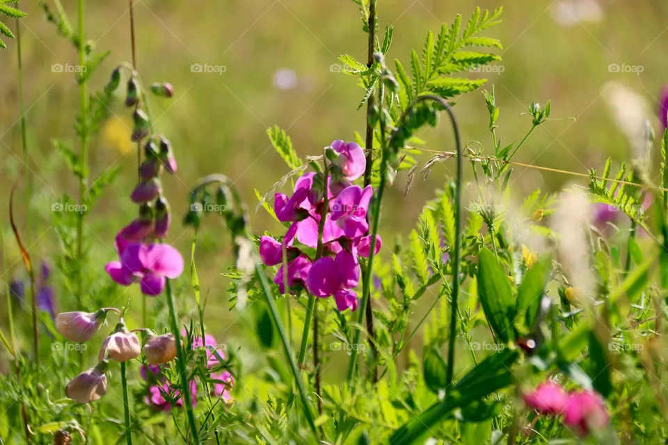 Flowe
