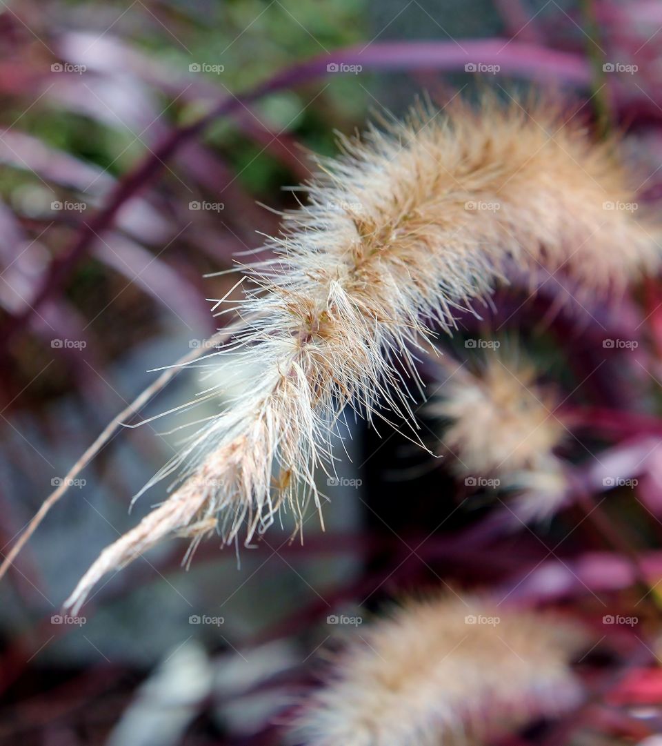 Fuzzy. Decorative grass can be very interesting up close 