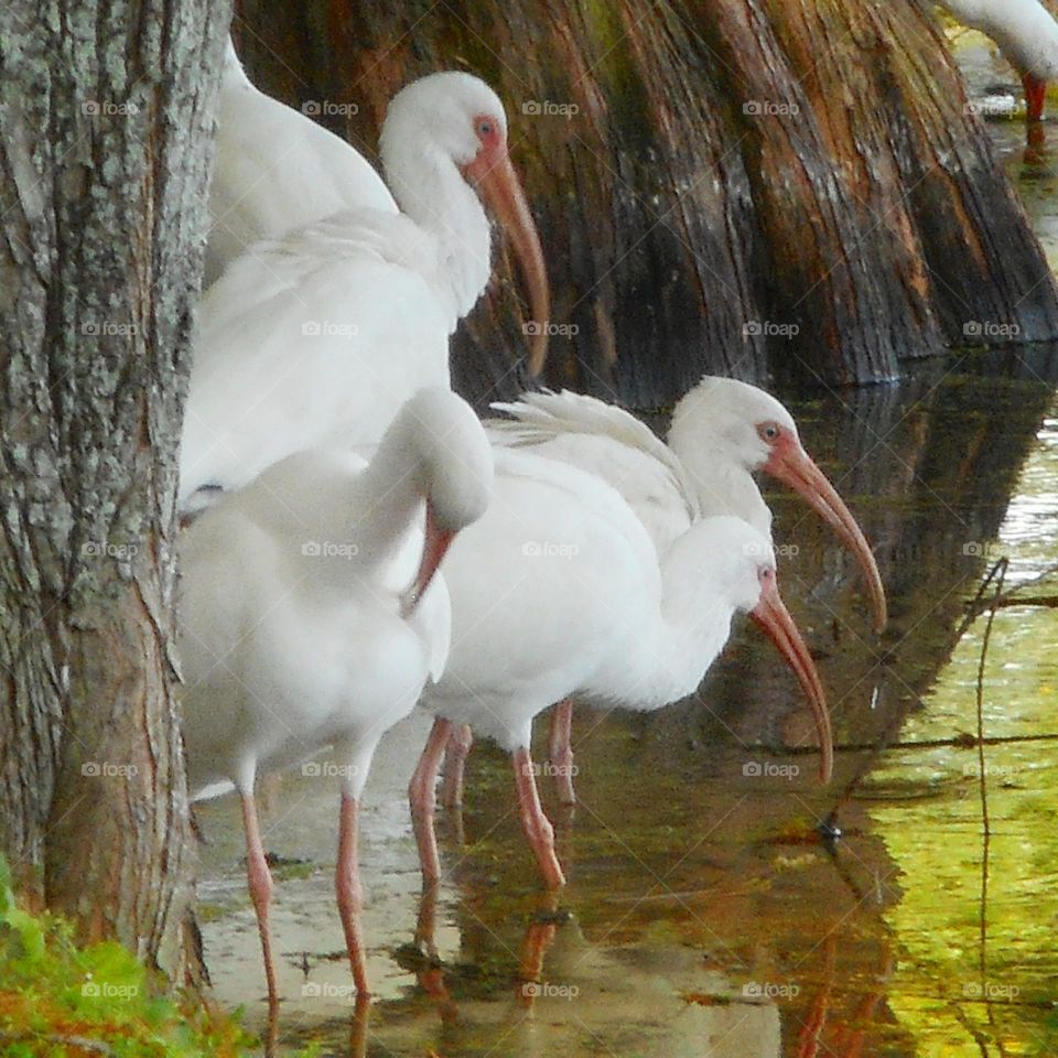 A flock of white ibis stands in the shallow water in between two trees in Lake Lily in Maitland, Florida.