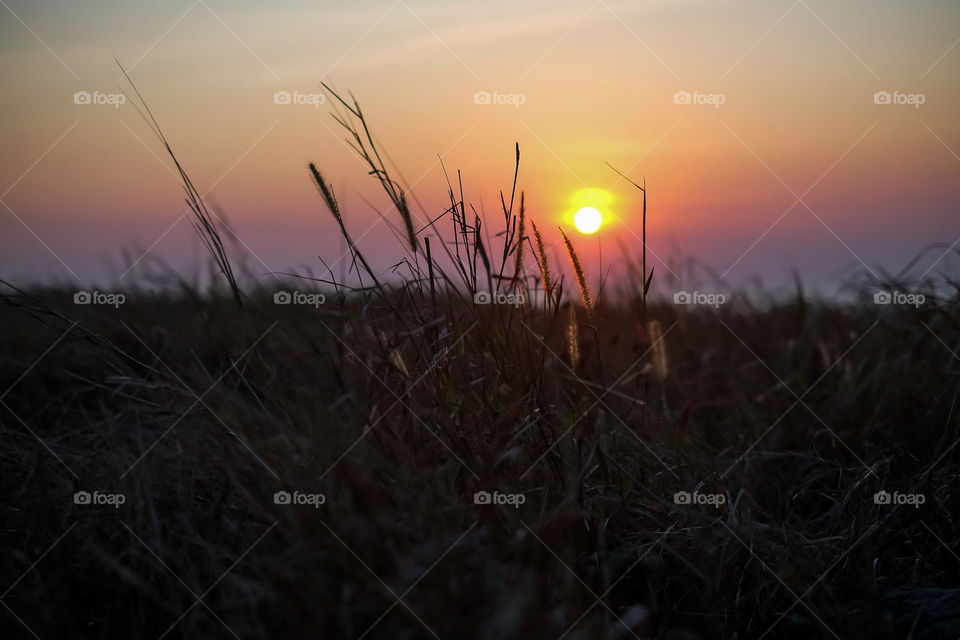 Sunset over grassy field