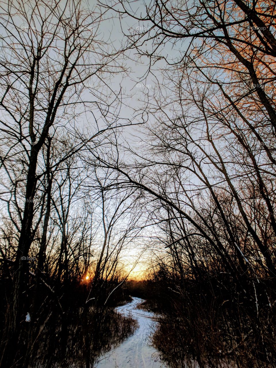 A path in the woods