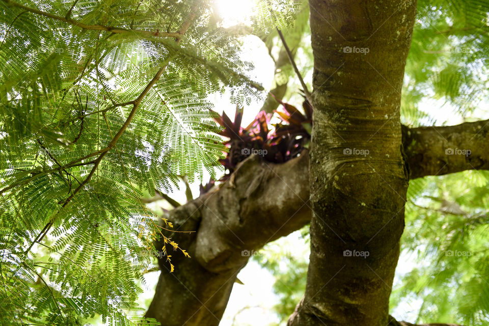 View looking up through the leaves and flora of a tropical tree to the sun