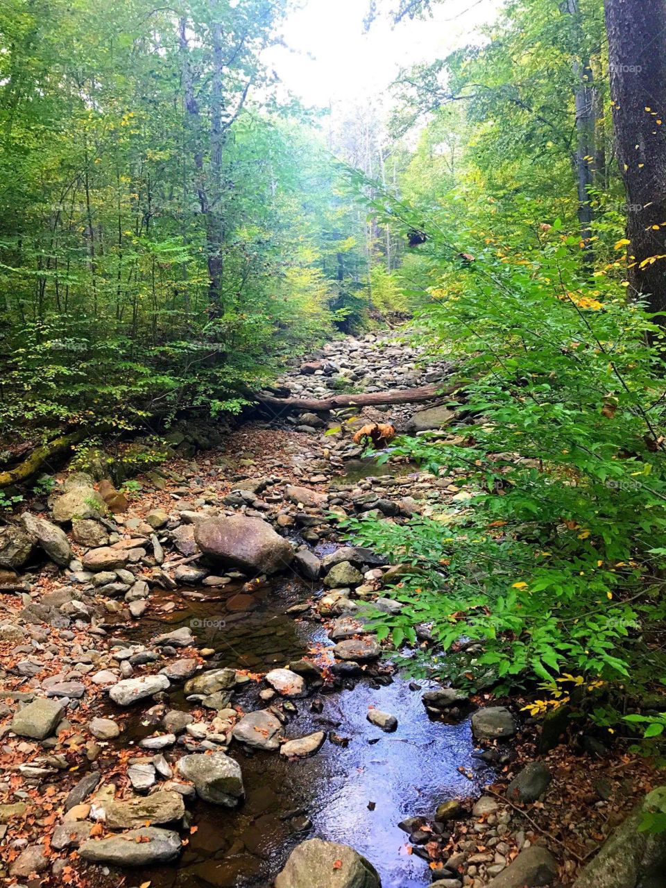 Appalachian Mountains Virginia running creek