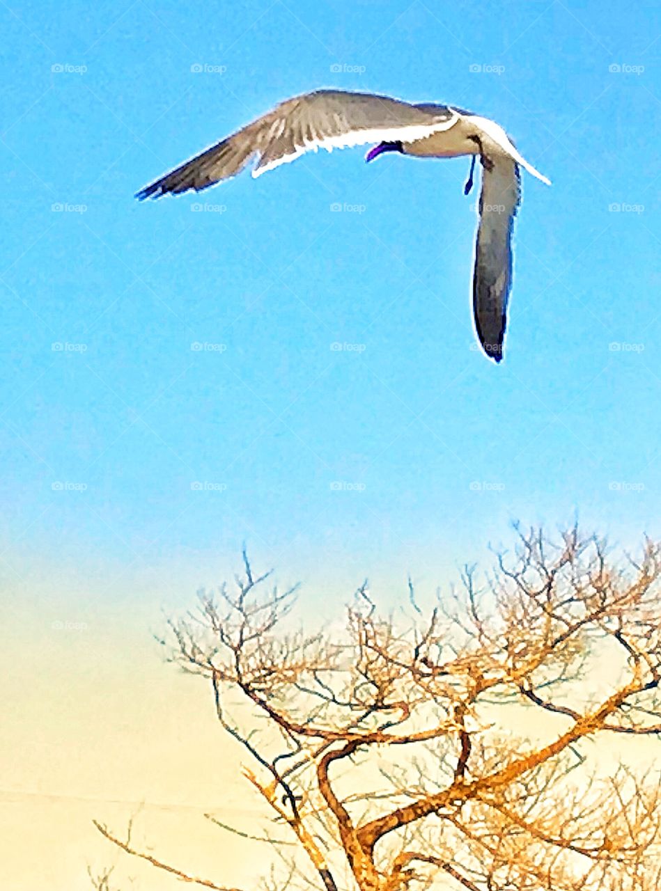 Seagull in flight