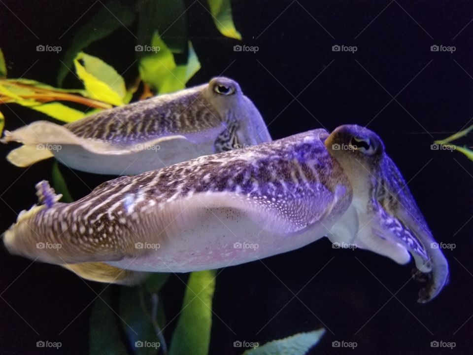 beautiful, love underwater wildlife
