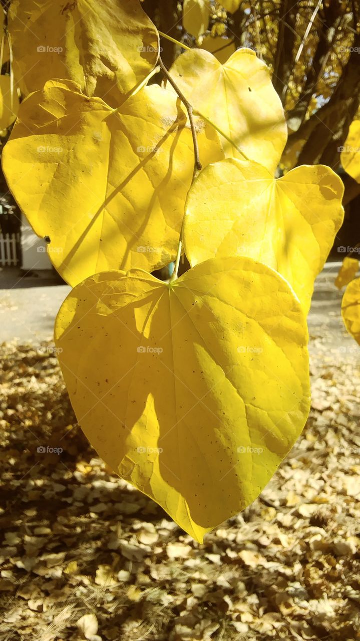 yellow leaf