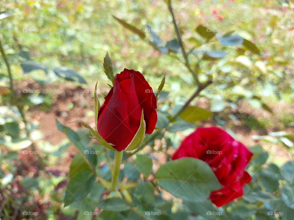 The rose didn't yet bloomed while the other was.