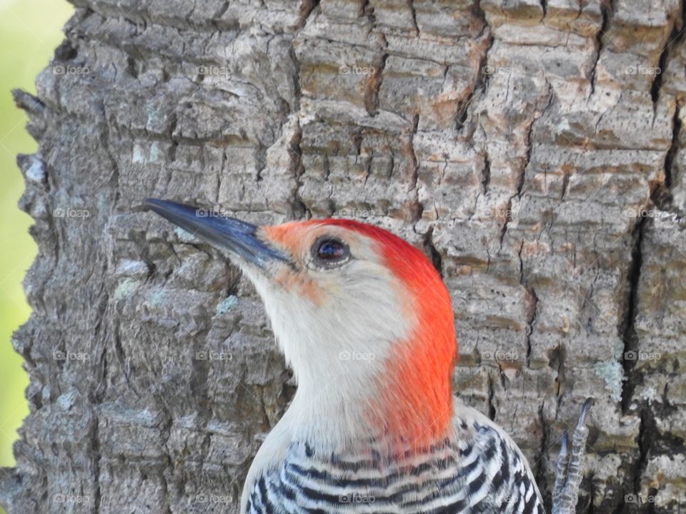 Red bellied woodpecker head shot