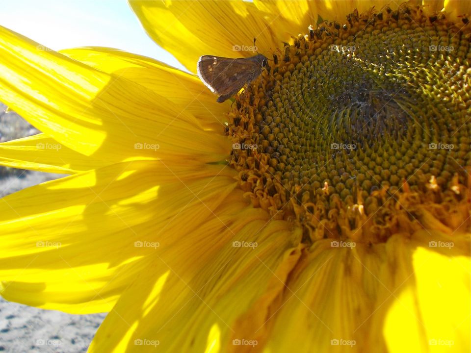 Butterfly on Sunflower