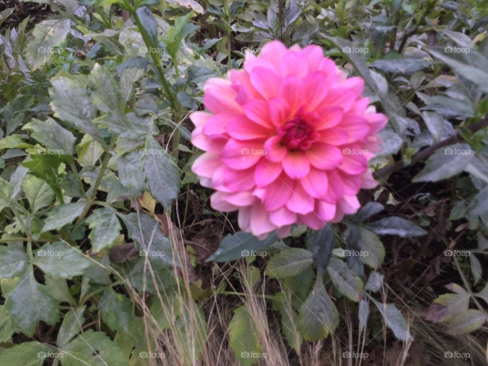 Lone Pink Flower in a Garden 