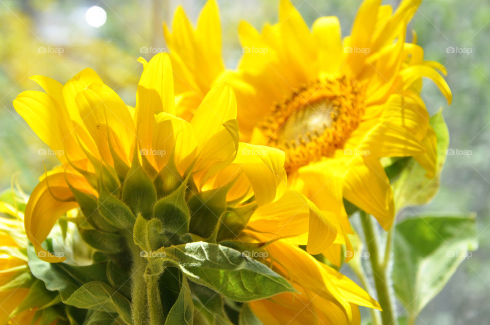 yellow sunflowers