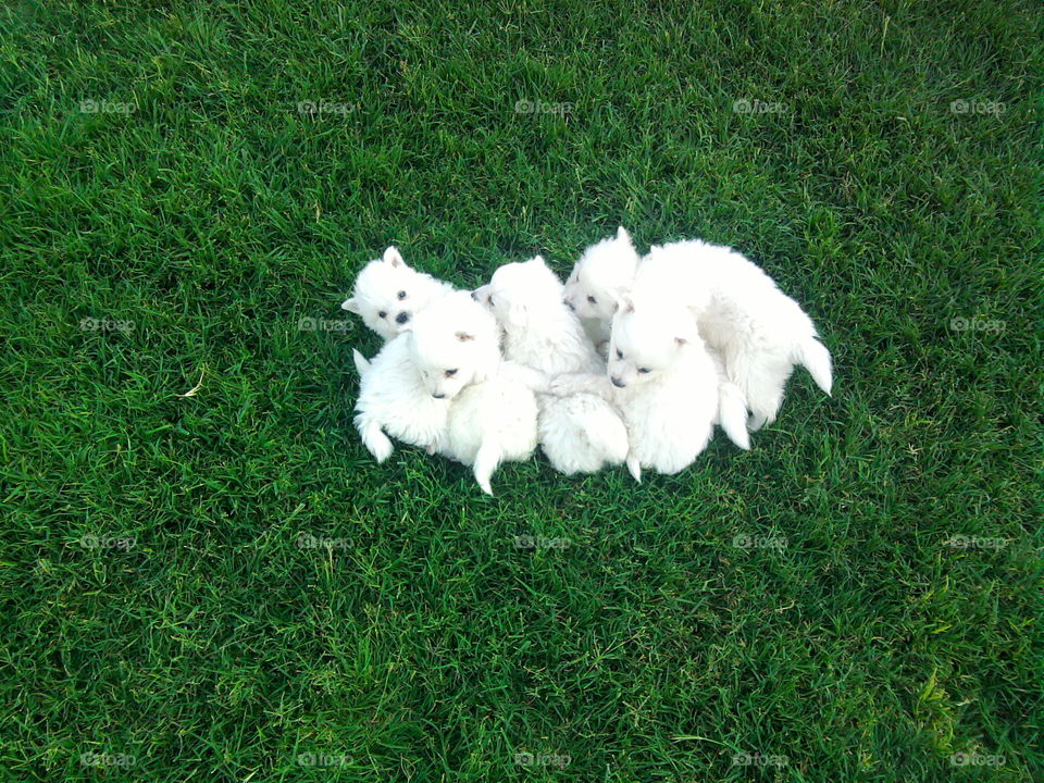 Dogs... My White Army... Circle Formation