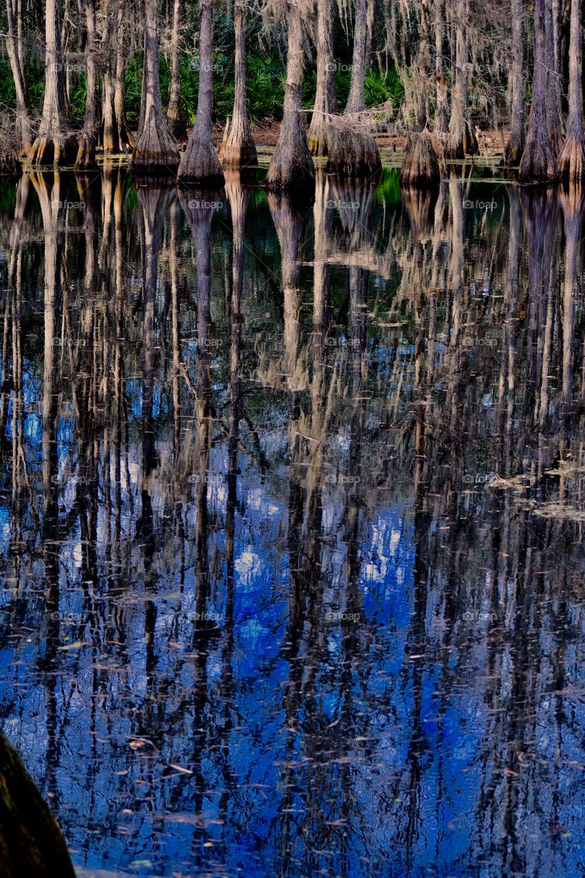 Swamp Mirror