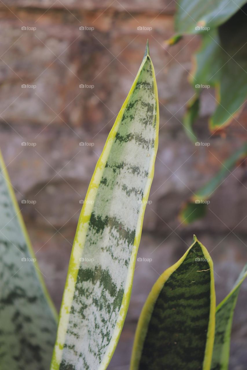 Folha de espada de São Jorge