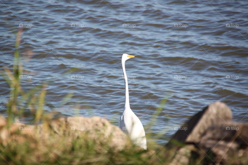 Egret 