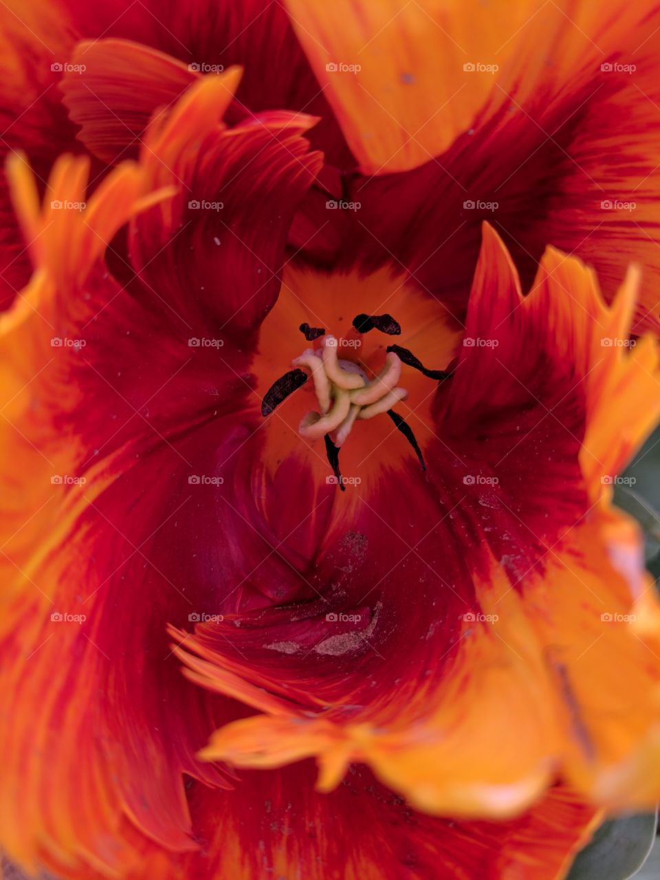 burnt orange tulip closeup