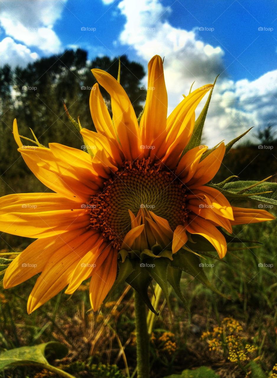 sunflower