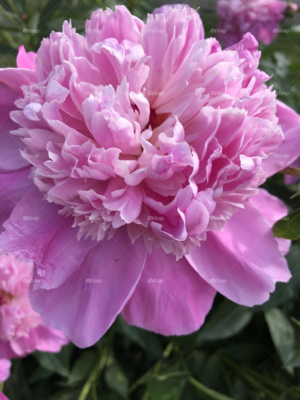 Pink peony 