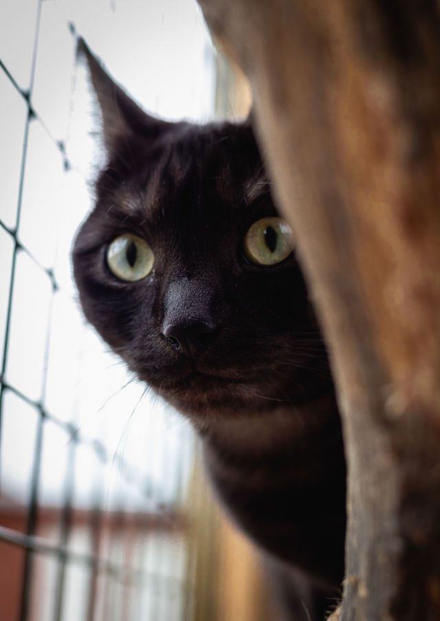 Peeping black cat
