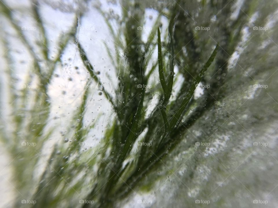 Macro frozen in ice