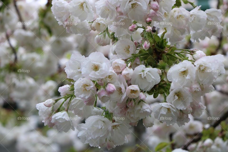 Apple blossoms in early spring 