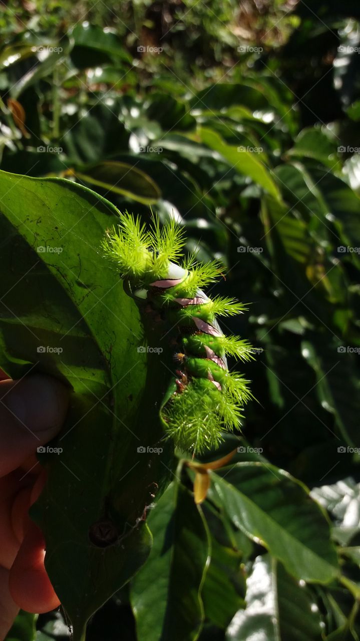 Lagarta que queima, e como dói