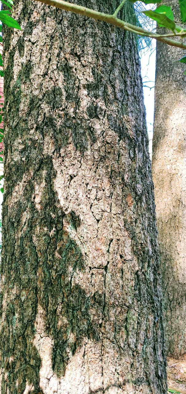 Leaf shadows play in sunlight onto the tree trunk of a large pine. Sunshine is bright and is casting these shadows. Looks like these are ivy leaves growing on the tree bark. Pretty picture to have taken.