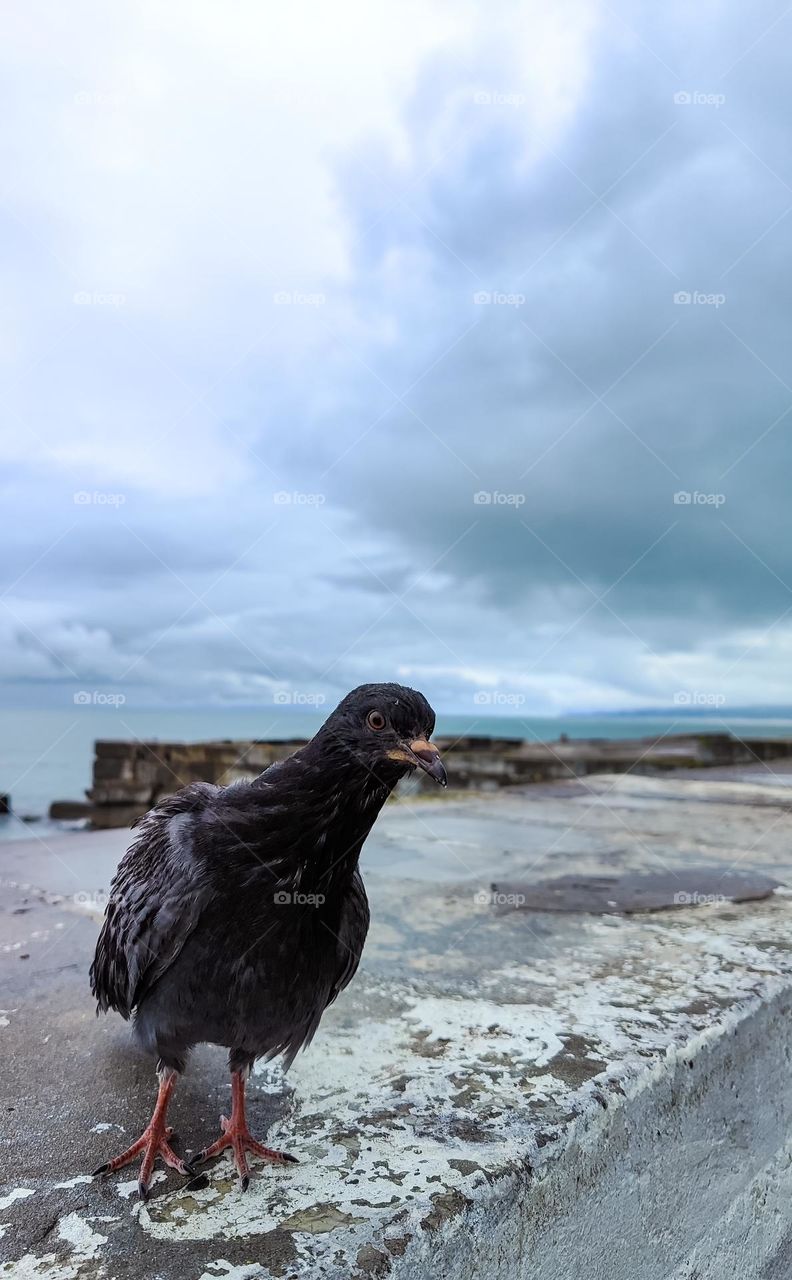 A pigeon on a dark sky background