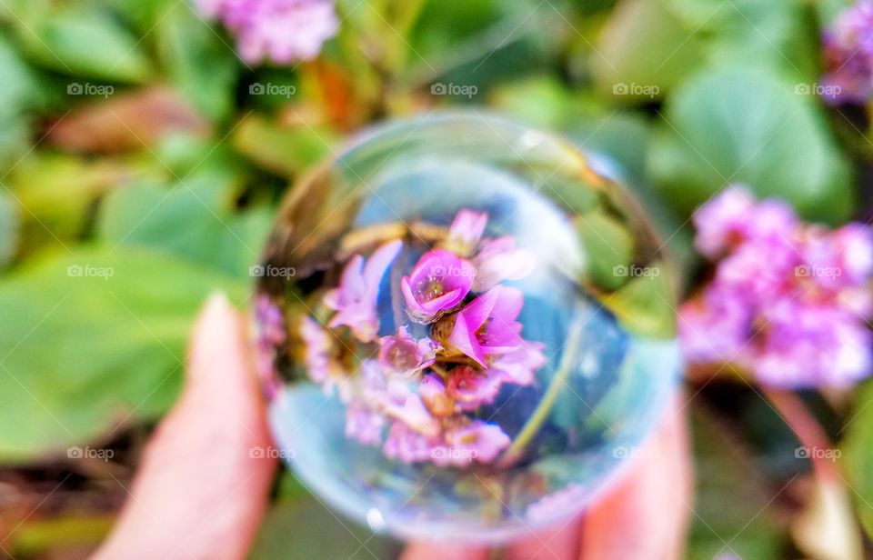 spring flowers captured in glass ball