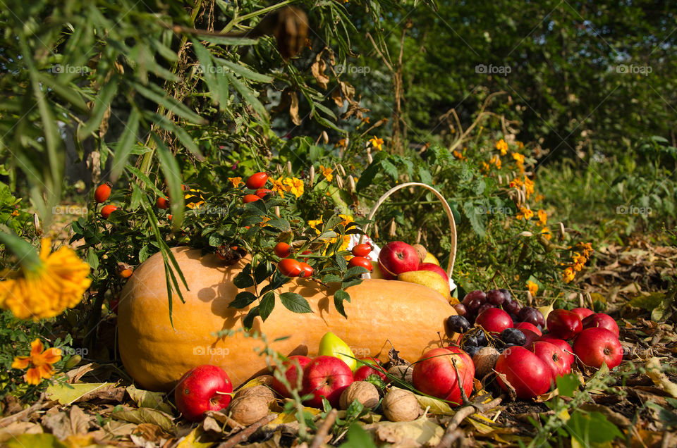 still life of autumn vegetables and fruits