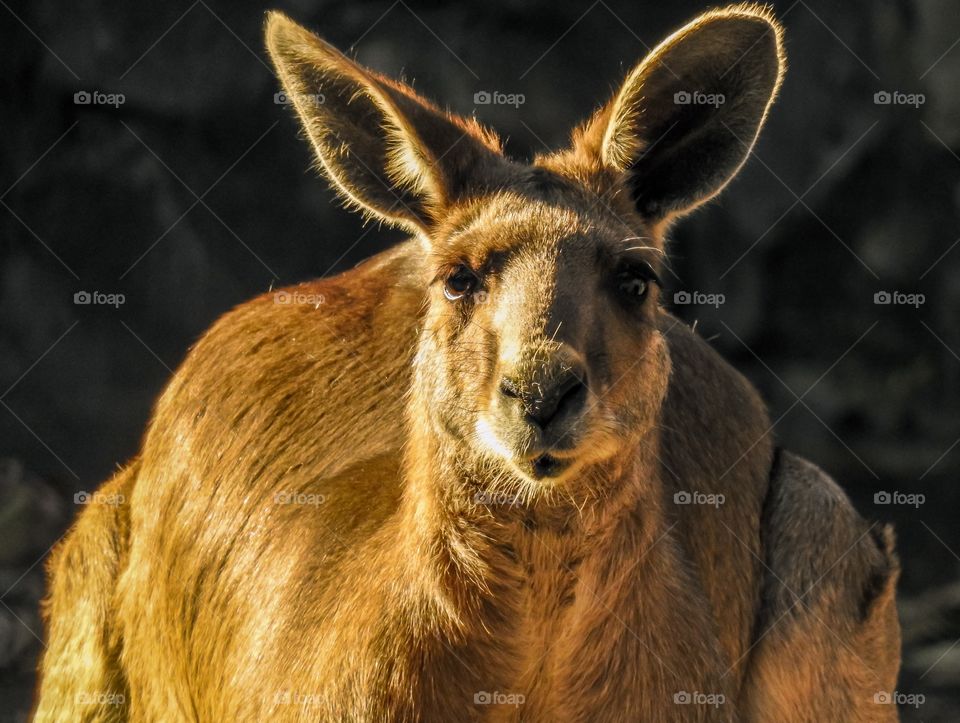 Kangaroo or forester. In scientific terms, a giant kangaroo or a gray eastern kangaroo.