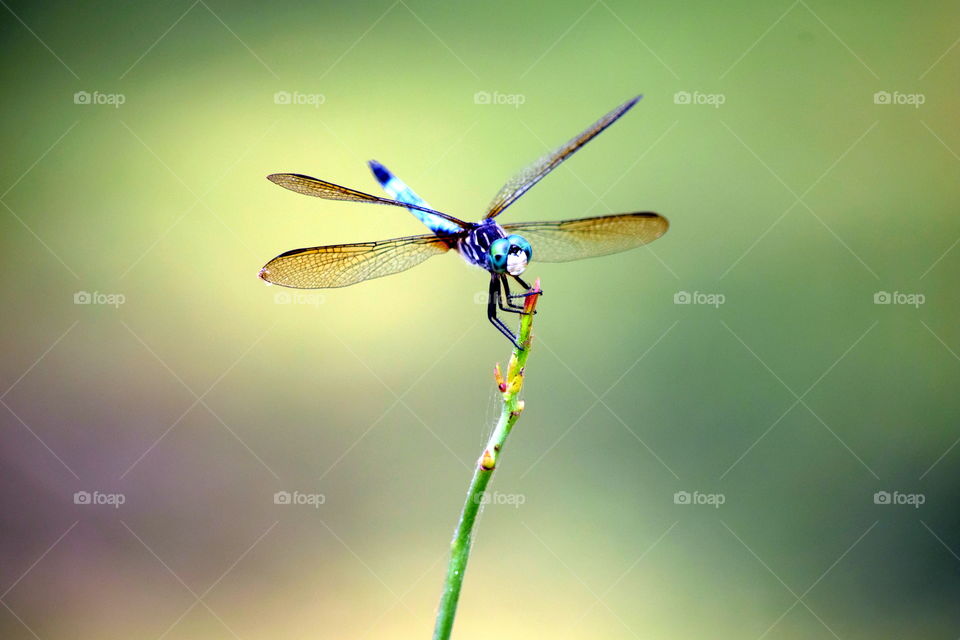 Dragonfly