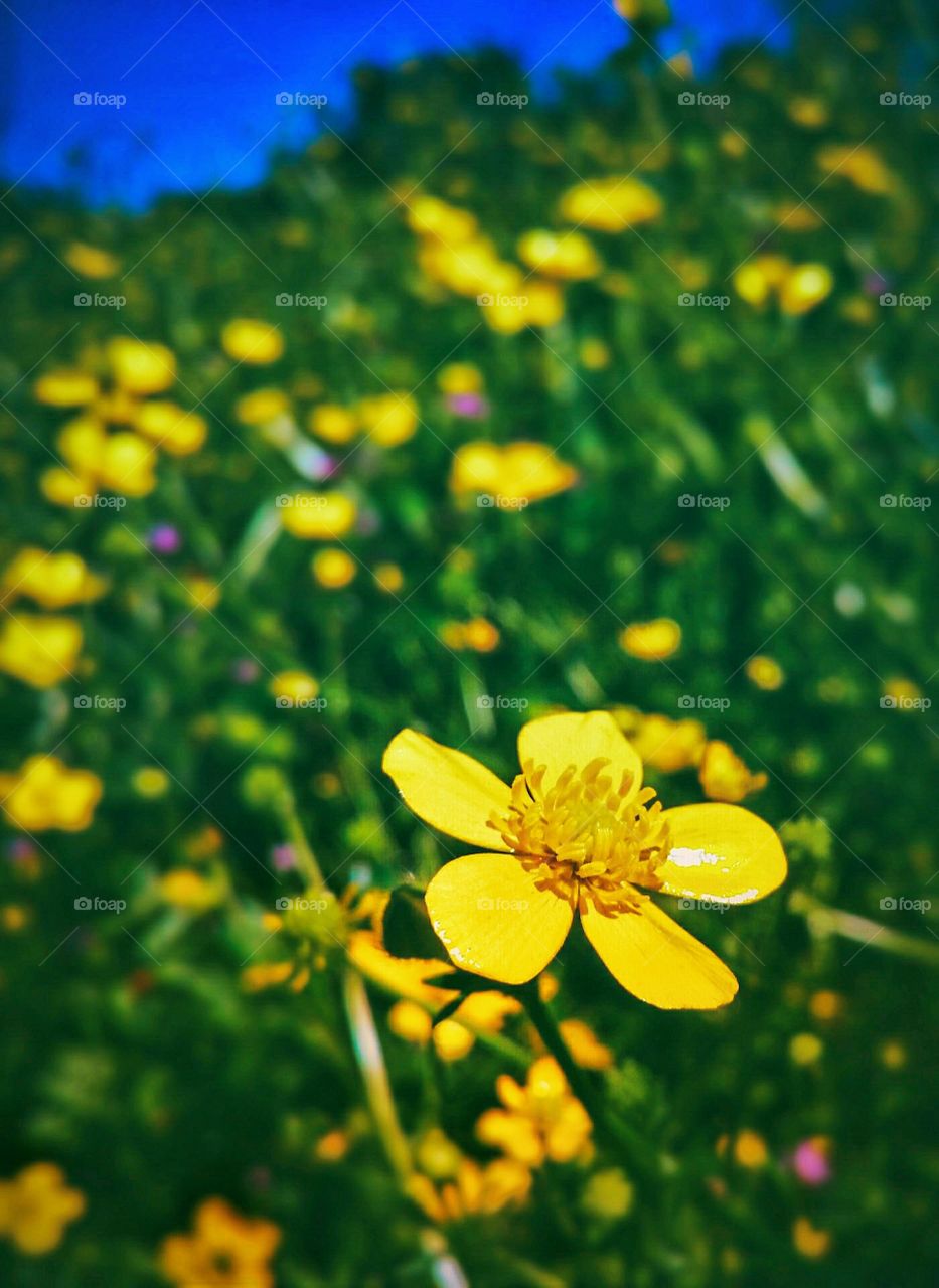 Butter Cup Flower