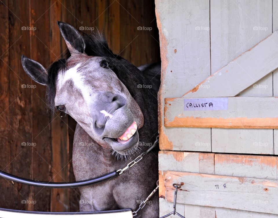 Cal lists by Tapit. The roan filly by Tapit is al lol as I shot this photo of Callista in her stall at historic Saratoga. 
Fleetphoto