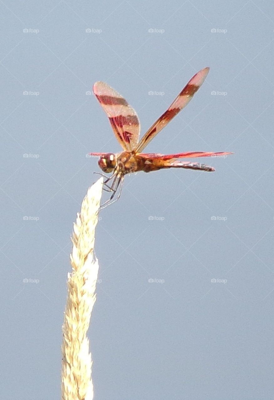 Beautiful red dragonfly 