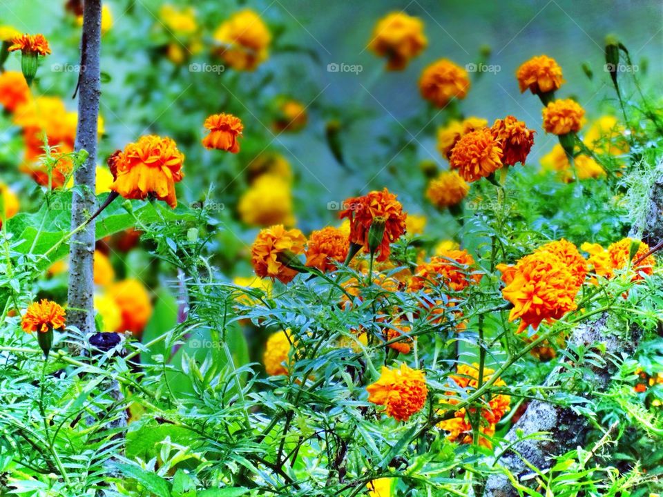 Marigold flowers in the garden