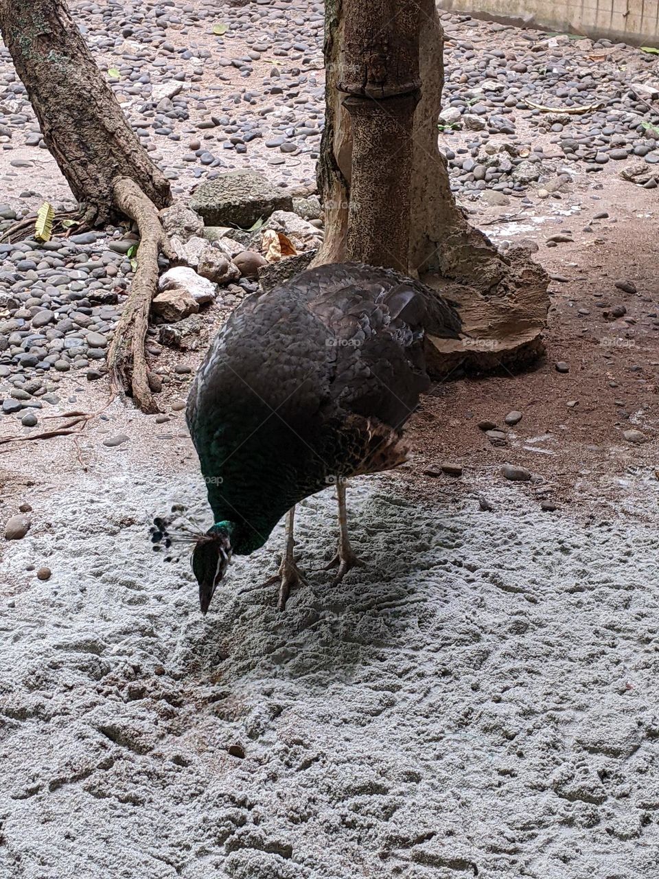 green peacock