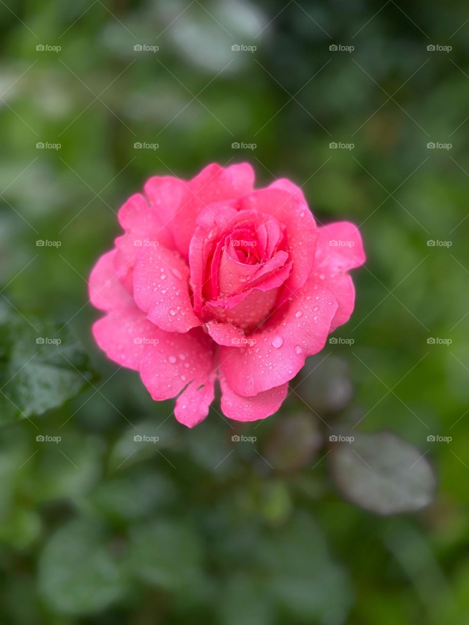 Blooming raspberry rose on green background 