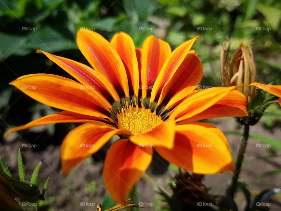 Beautiful summer flower