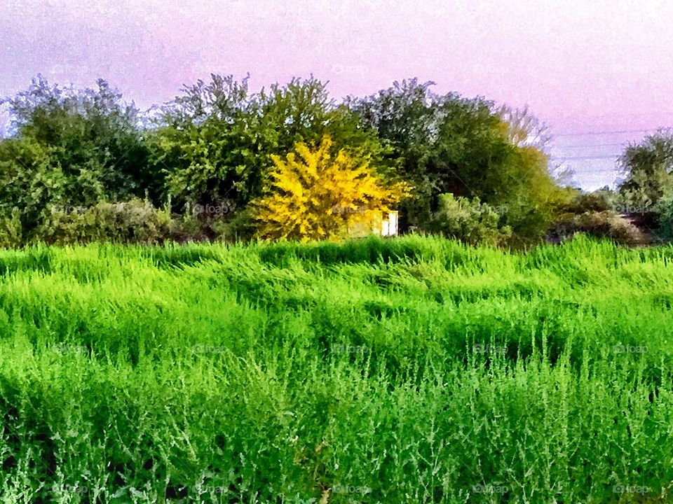 Yellow in a field of Green