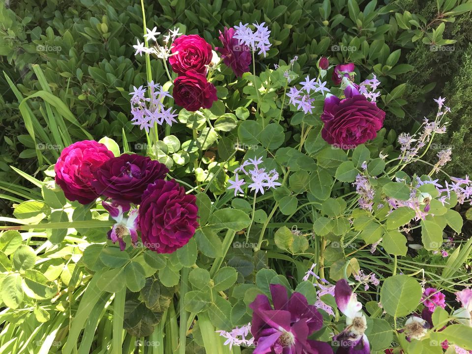 Red roses and lavender garlic flowers 