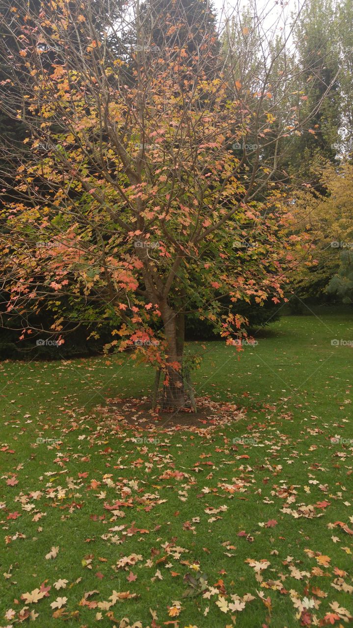 Autumn, Tree, Leaf, Season