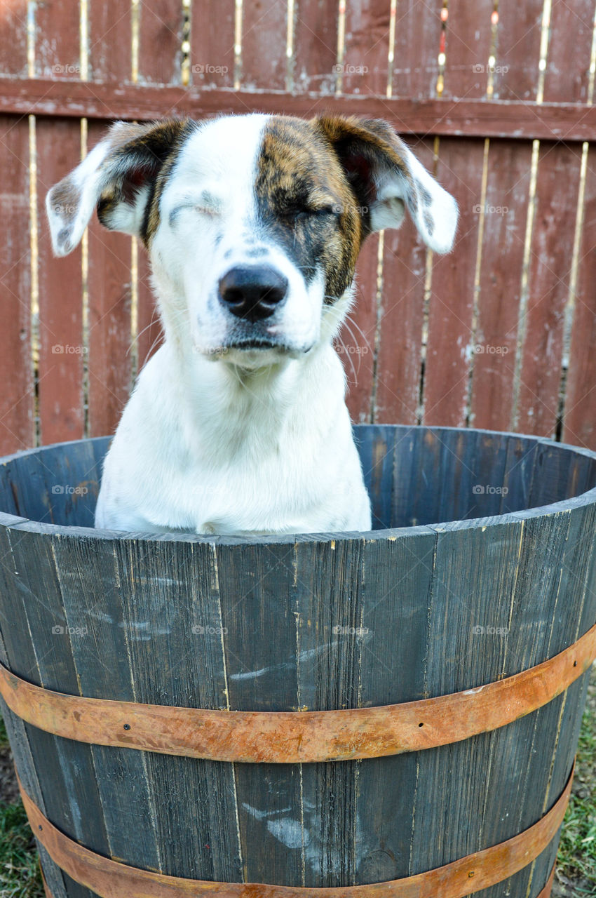 Dog sitting in a wooden barrel