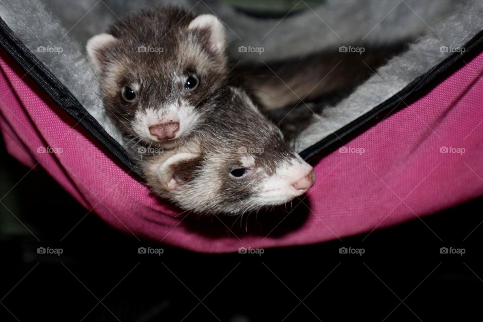 Ferret Love